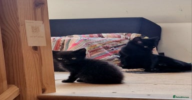 Mixed Breed cats - Advert 4