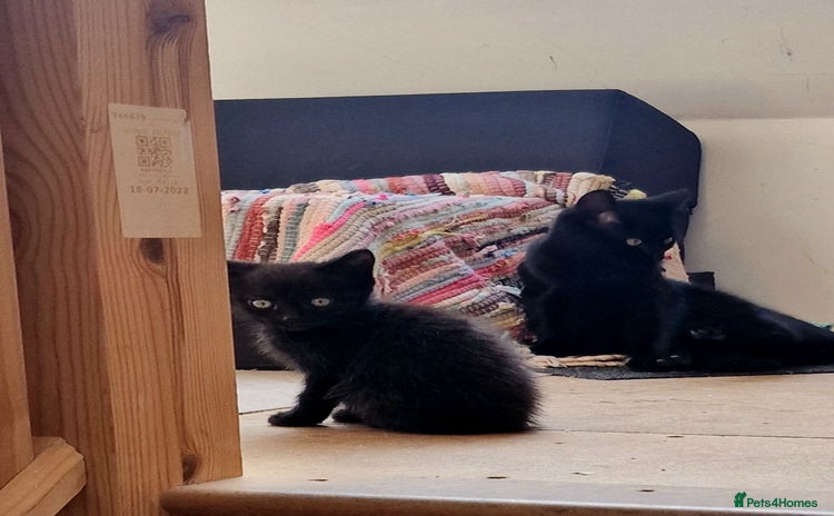 Mixed Breed cats - Advert 1