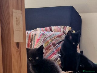 Mixed Breed cats - Advert 3