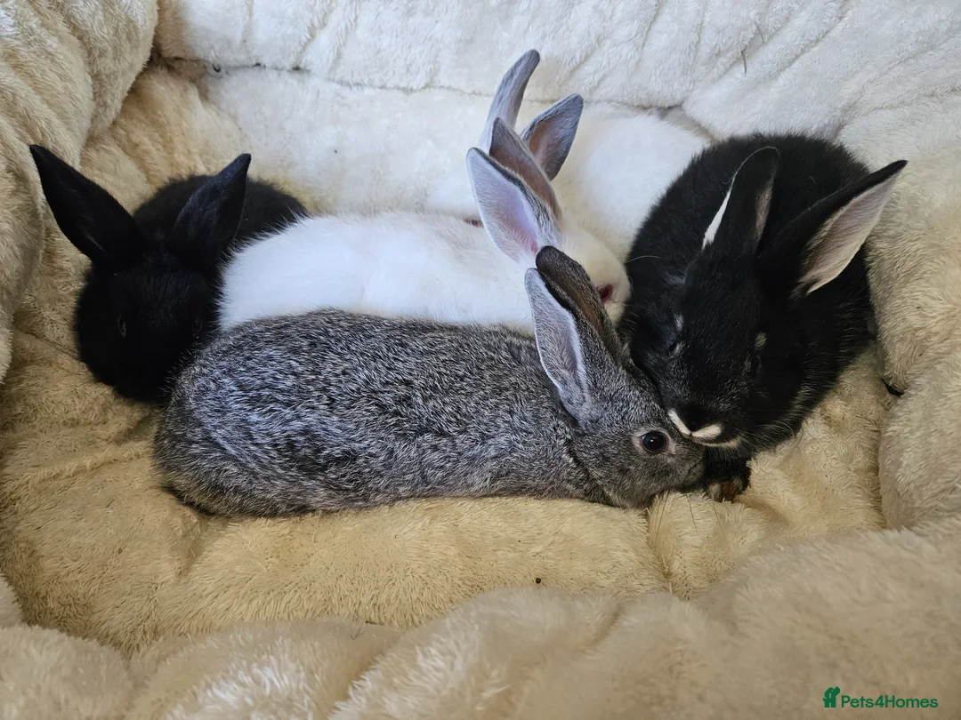 Californian rabbits for sale: Californian mix boys and girls - Advert 2
