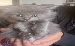 British Longhair cats for sale: 4 beautiful kittens  - Advert 5
