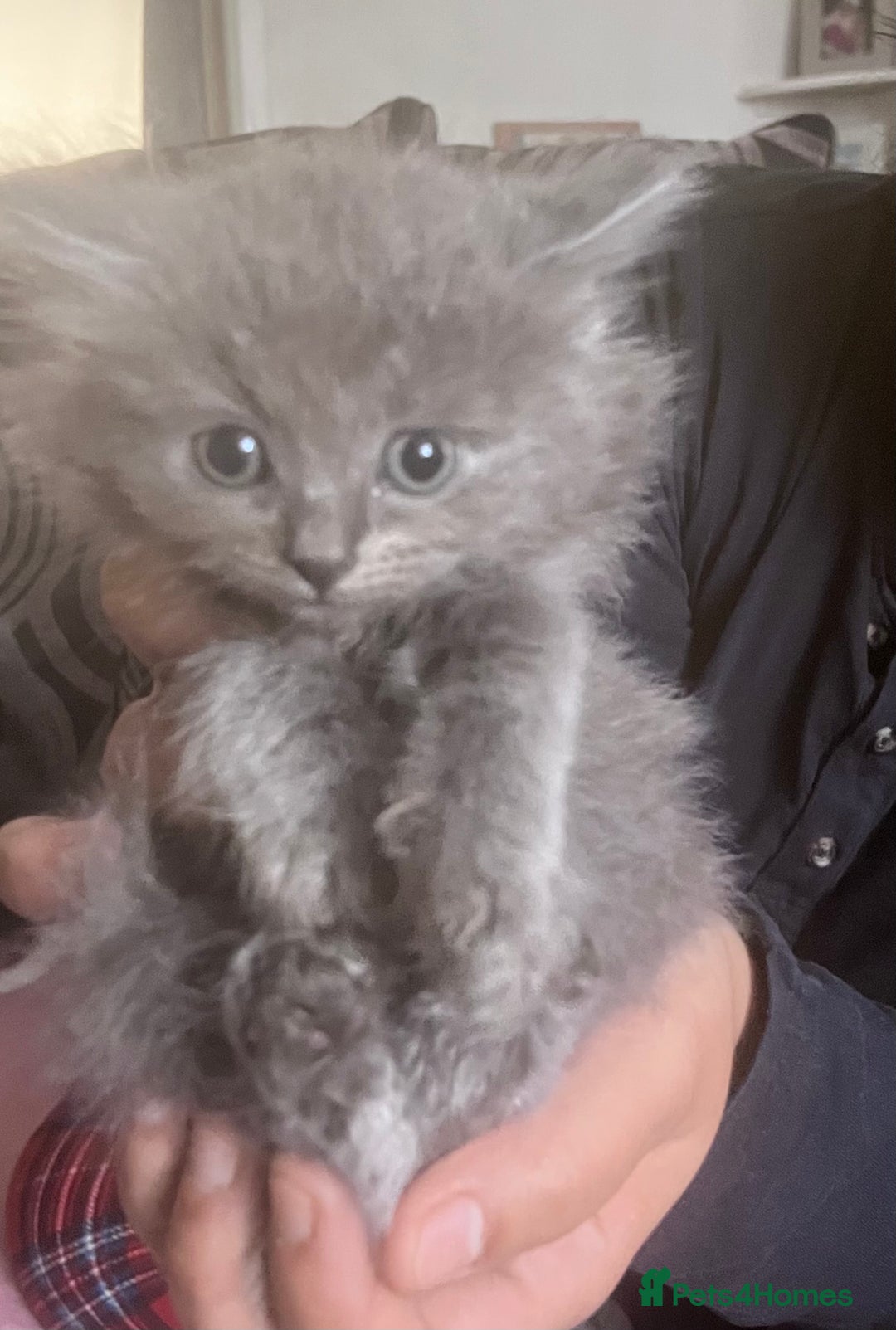 British Longhair cats for sale: 4 beautiful kittens  - Advert 5