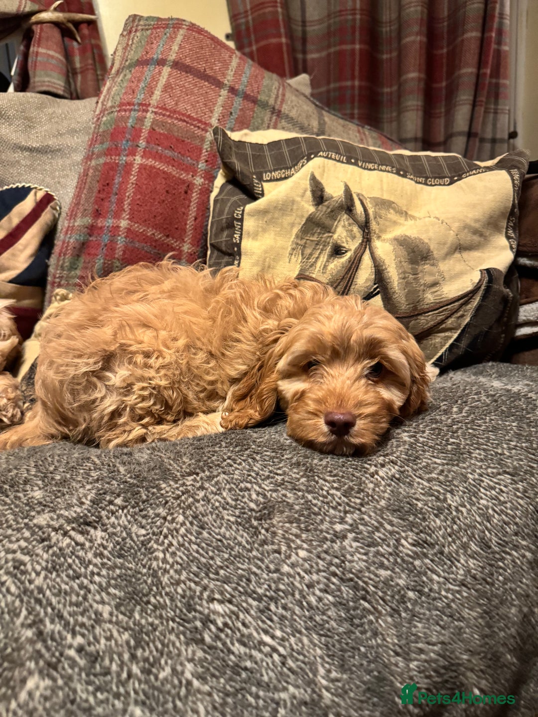 Cockapoo dogs for sale: 🐶 F1 Cockerpoo Puppies 🐶 - Image 8