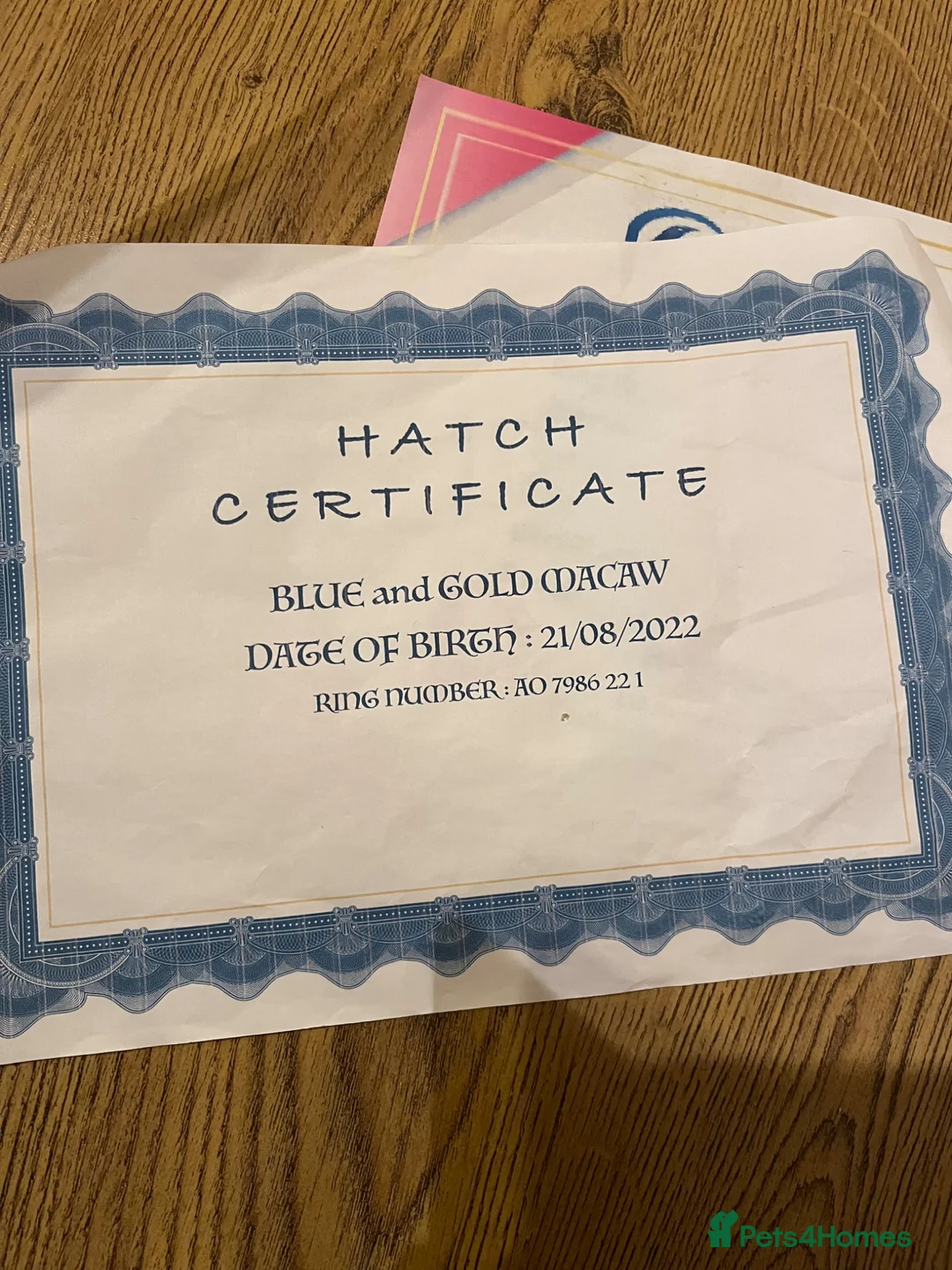 Macaws birds for sale: Beautiful Blue and Gold Macaw  in Cinderford - Advert 9