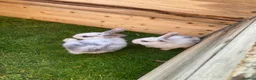 Mixed Breed rabbits for sale: Baby rabbits for sale ready now in Redditch - Advert 11