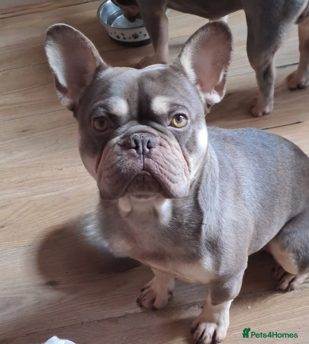 French Bulldog dogs for stud: KC TOP DRAW STUD Ramsgate  in Ramsgate - Advert 14