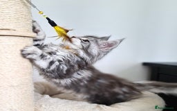 Maine Coon cats for sale: PEDIGREE MAINE COON KITTENS 5 BOYS - Image 21