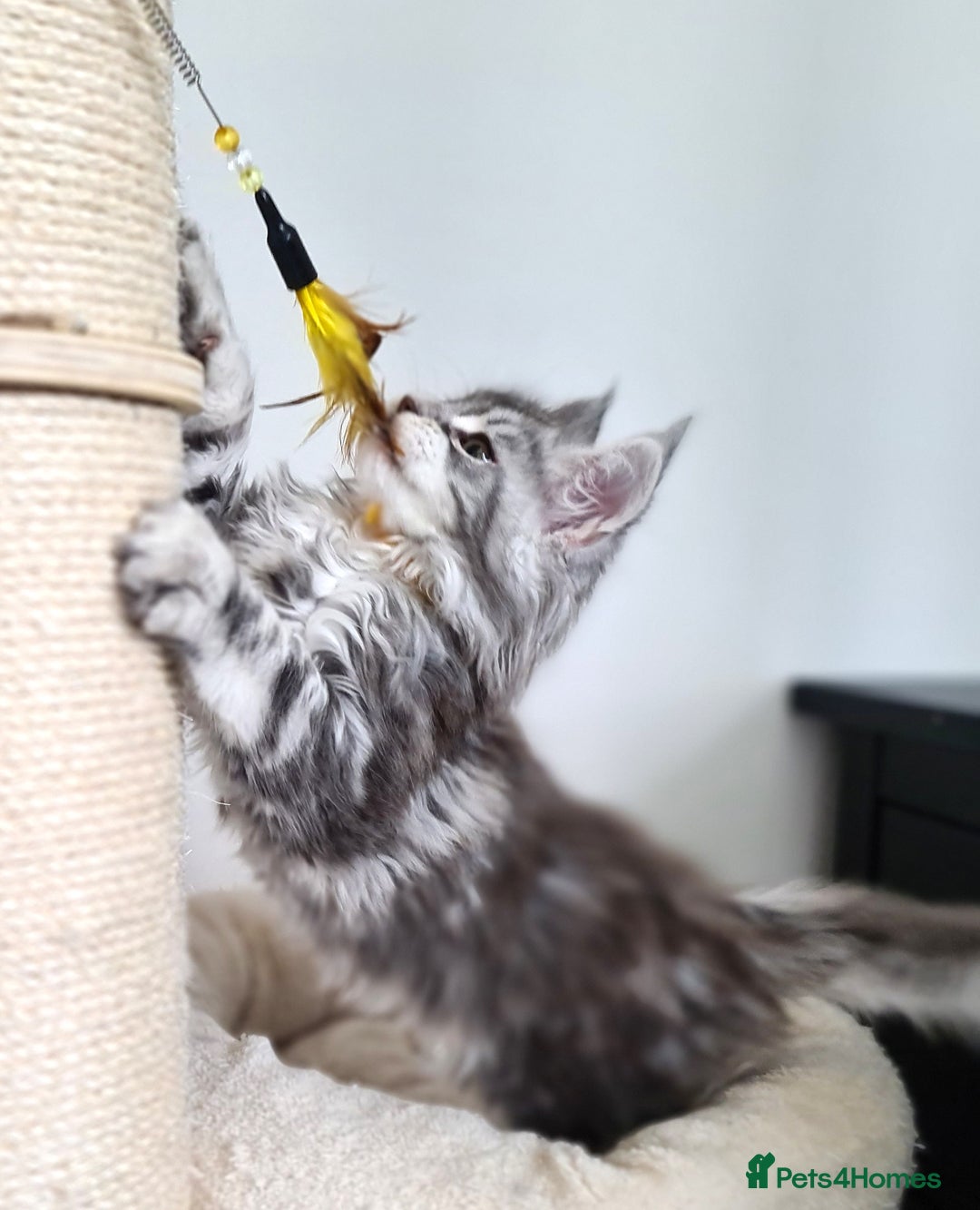 Maine Coon cats for sale: PEDIGREE MAINE COON KITTENS 5 BOYS - Image 21