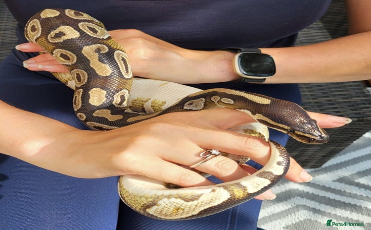 Python Snake reptiles - Advert 5