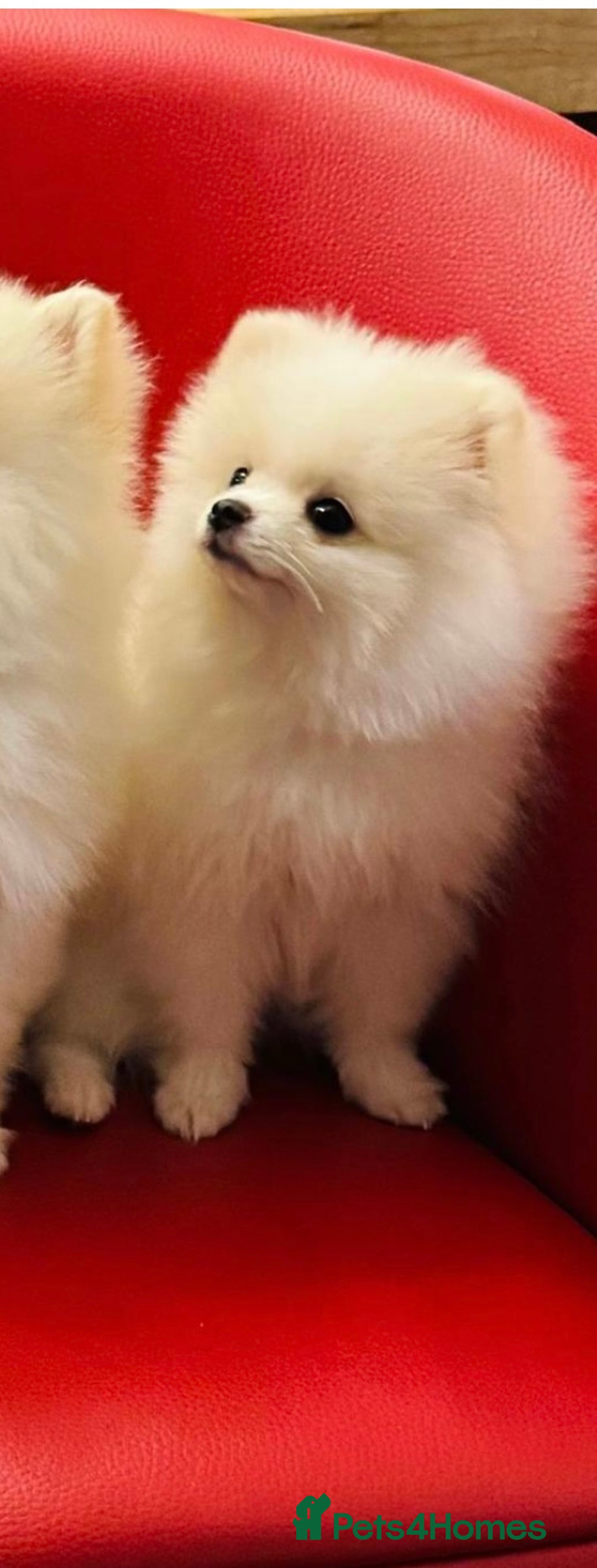 Pomeranian dogs for sale: 🌸Mini White Pomeranian Puppies – Last Girls! 🌸 - Advert 17