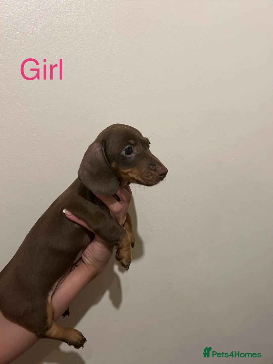 Dachshund dogs for sale: Beautiful little of KC registered mini daschunds - Advert 4
