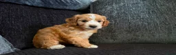 Cockapoo dogs for sale: Gorgeous Cockapoo Puppies - Ready from 11th August - Advert 4