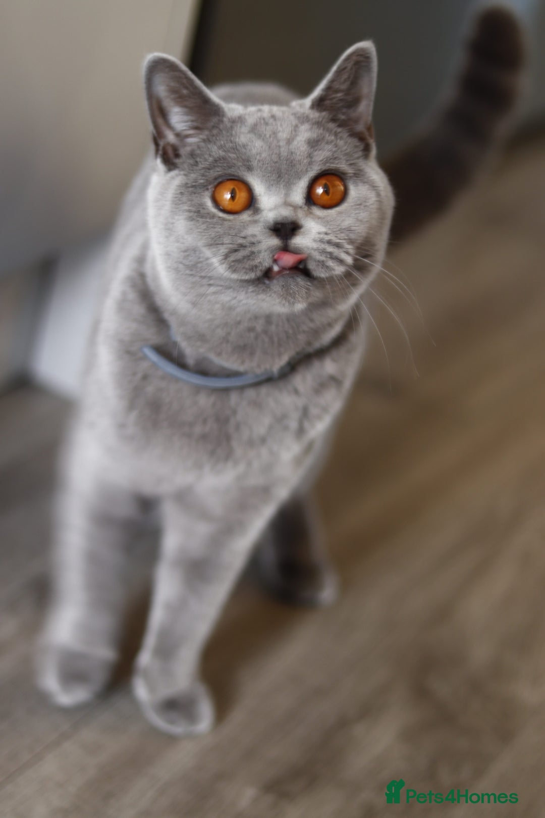 British Shorthair cats for sale: Stunning GCCF&TICA Active BSH Queen - Advert 20