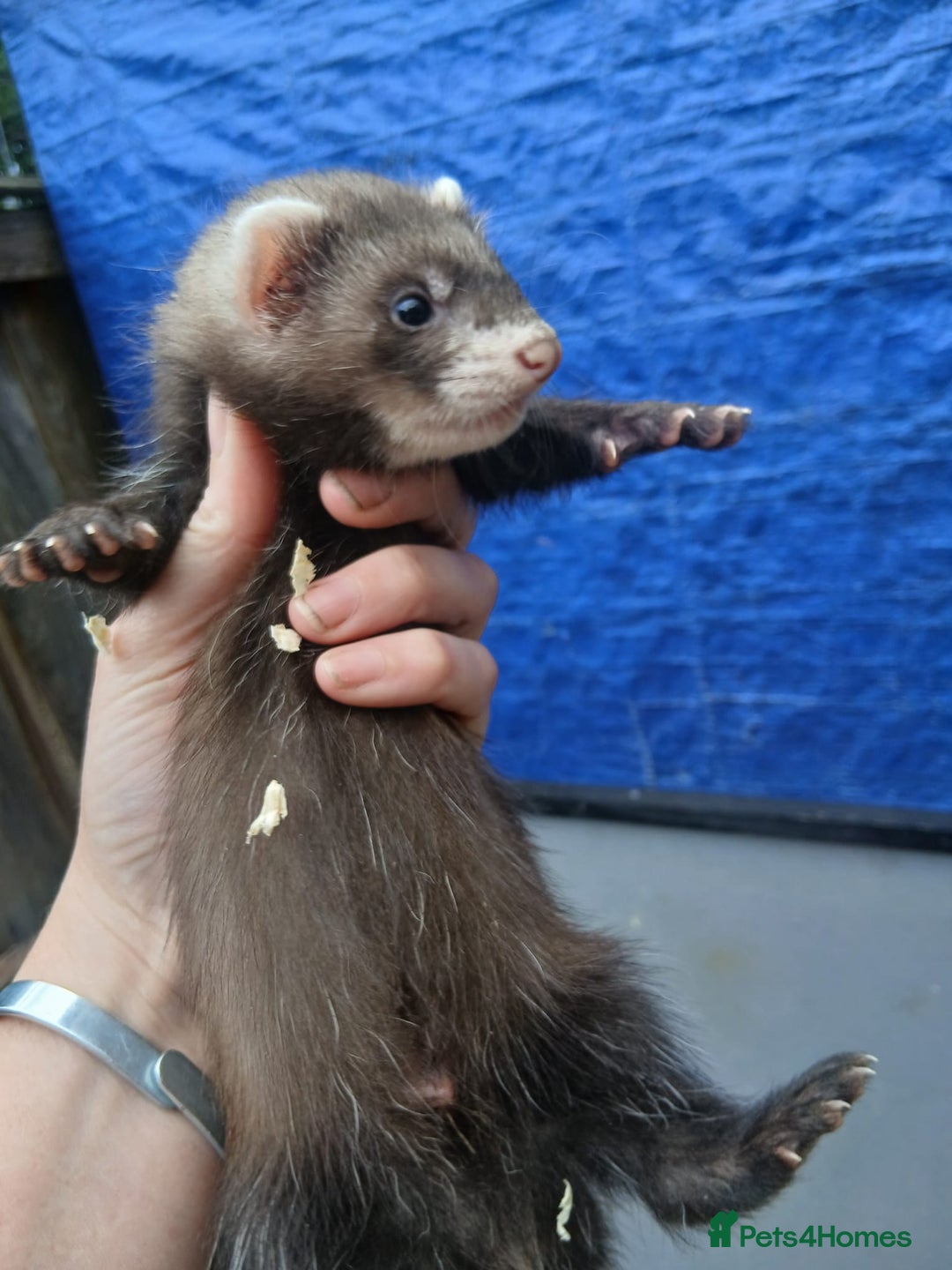 Ferret rodents for sale: Working stock ferrets - Image 2