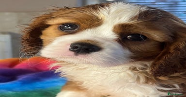 Cavalier King Charles Spaniel dogs - Advert 16