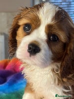 Cavalier King Charles Spaniel dogs - Advert 2