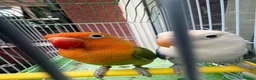 Lovebirds birds for sale: Pair lovebirds - Advert 9