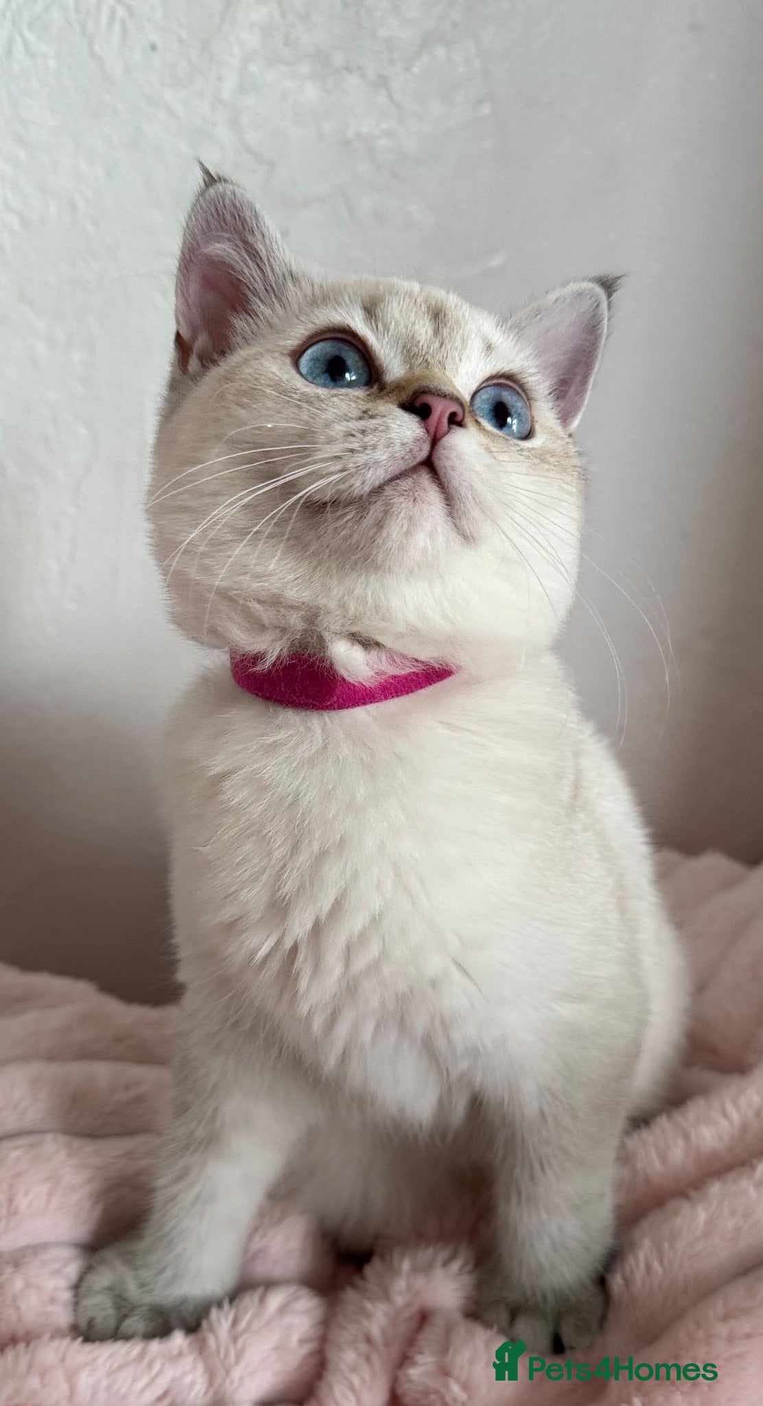 British Shorthair cats Beautiful BSH Blue Golden TICA kittens - Advert 4