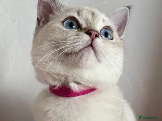 British Shorthair cats Beautiful BSH Blue Golden TICA kittens - Advert 4