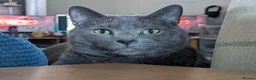 British Shorthair cats for sale: 2 indoor house cats - Advert 1