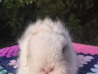 Angora rabbits 💓OUTSTANDING TEDDYDWERG, IMPORTED PARENTS💙 - Advert 17