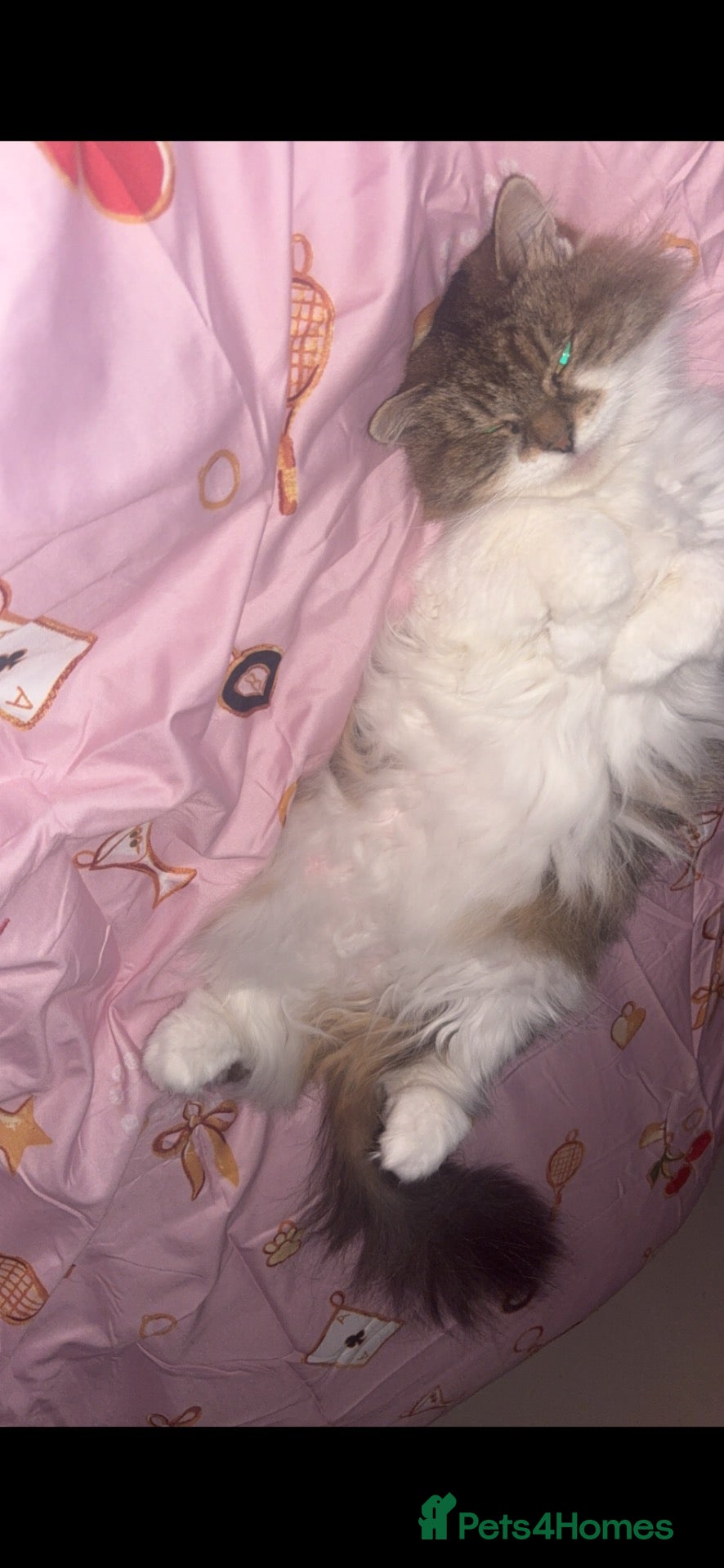 Ragdoll cats ragdoll X british longhair - Advert 9