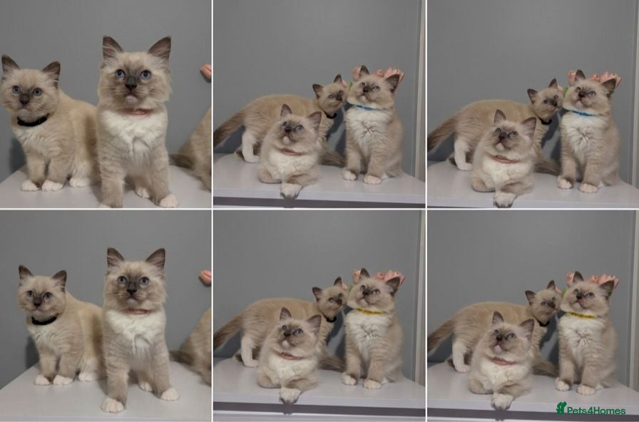Ragdoll cats Pure Ragdoll Kittens Ready ! - Advert 8