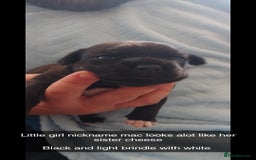Staffordshire Bull Terrier dogs for sale: Staffordshire bull terrier puppies  - Image 11