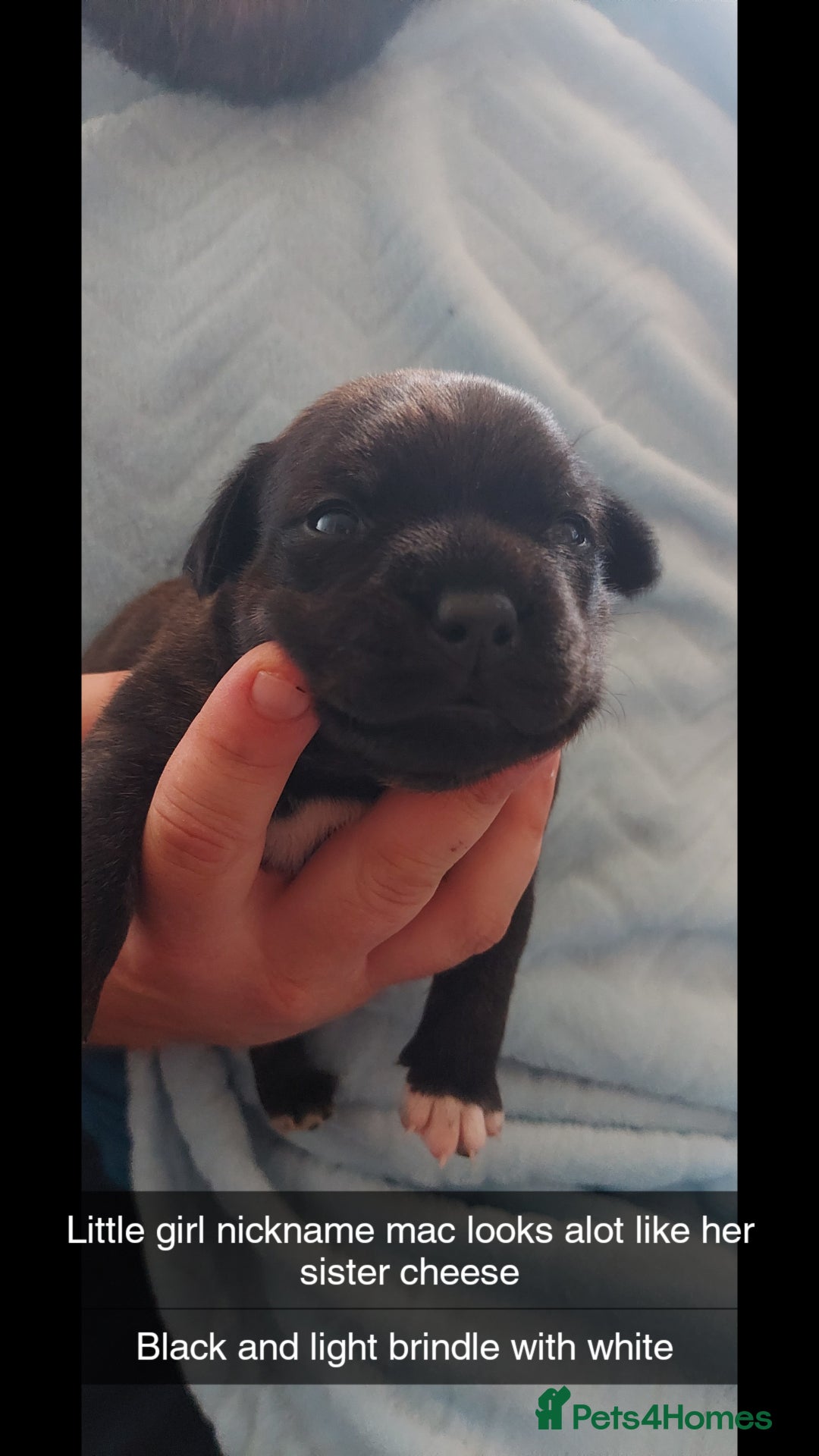 Staffordshire Bull Terrier dogs for sale: Staffordshire bull terrier puppies  - Image 11