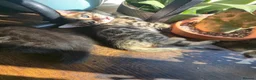 Bengal cats for sale: Bengal kittens ready for their forever homes  - Advert 4