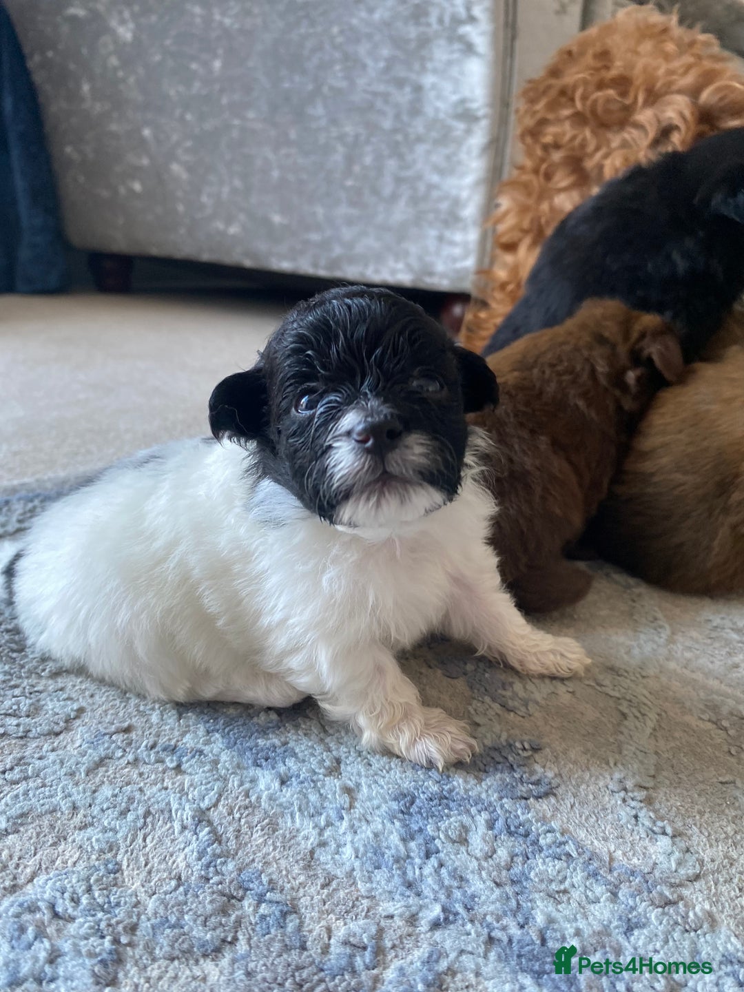Pomapoo dogs for sale: ASIAN LINES RARE TOY POMAPOO - Image 10
