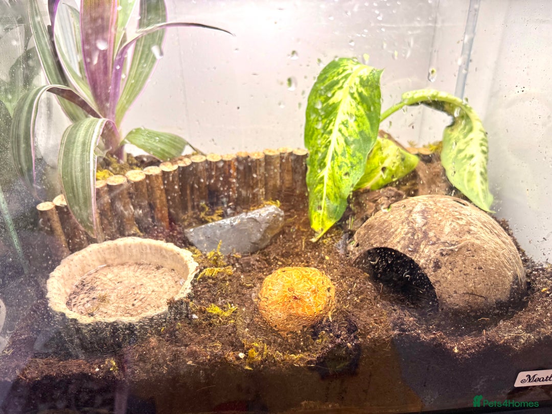 Frog reptiles for sale: Cute Strawberry Pac-Man frog  - Image 12