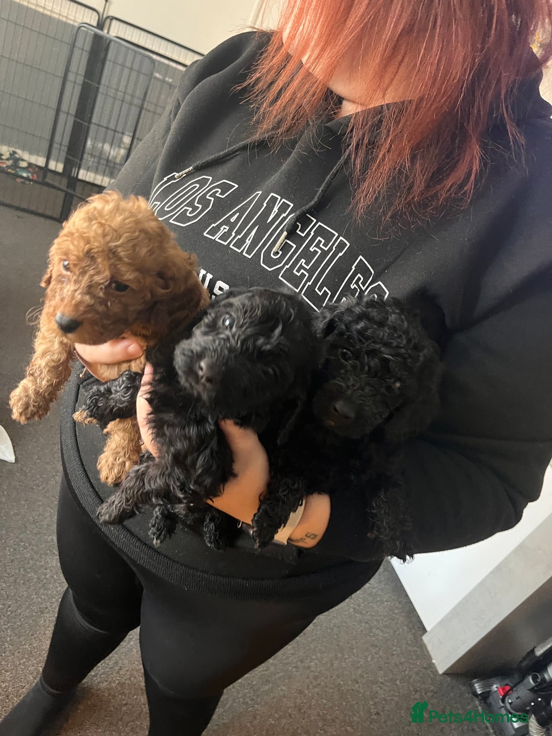 Cockapoo dogs for sale: F2 COCKAPOO PUPS FOR SALE - Advert 2