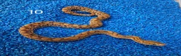 Boa Snake reptiles for sale: Colombian Rainbow Boa morphs  - Advert 20