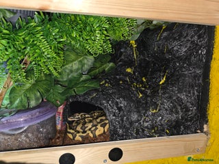 Python Snake reptiles - Advert 1