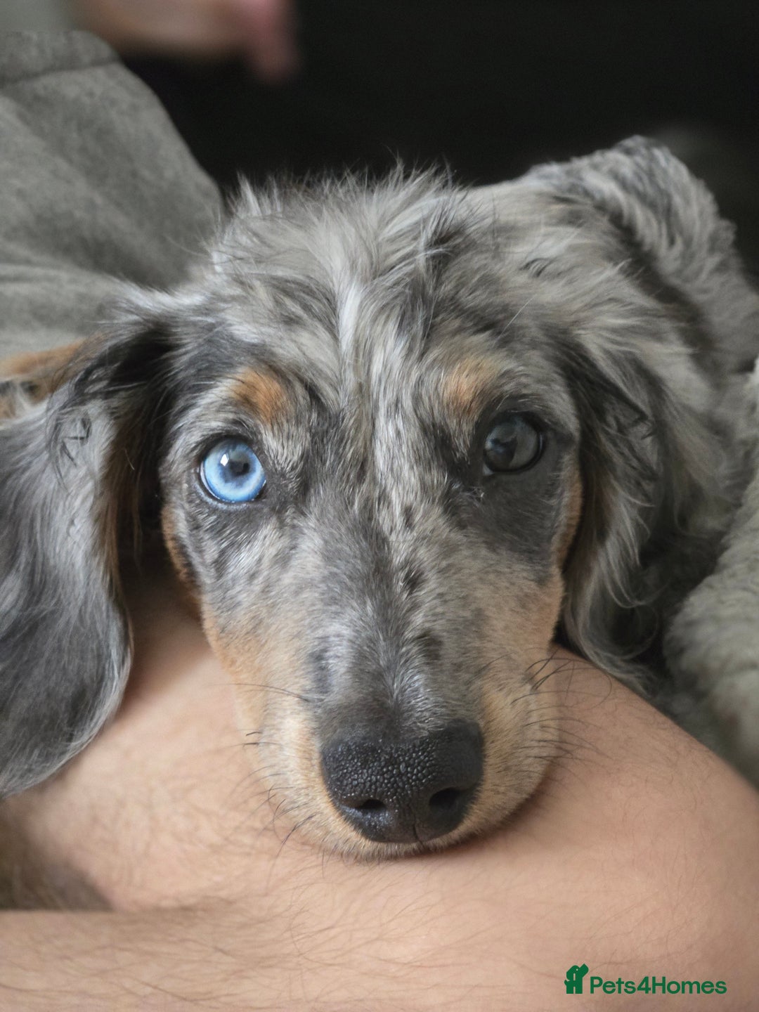 Miniature Dachshund dogs for sale: 9 Month Old Silver Dapple Long Haired Dachshund  - Advert 9