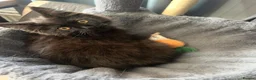 Maine Coon cats for sale: Maine Coon Female kitten - Advert 5