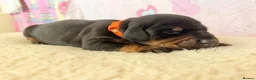 Dobermann dogs for sale: Exclusive Pedigree Dobermann Puppies.  - Advert 8
