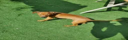 Italian Greyhound dogs for sale: Stunning kc Italian greyhounds  - Advert 7