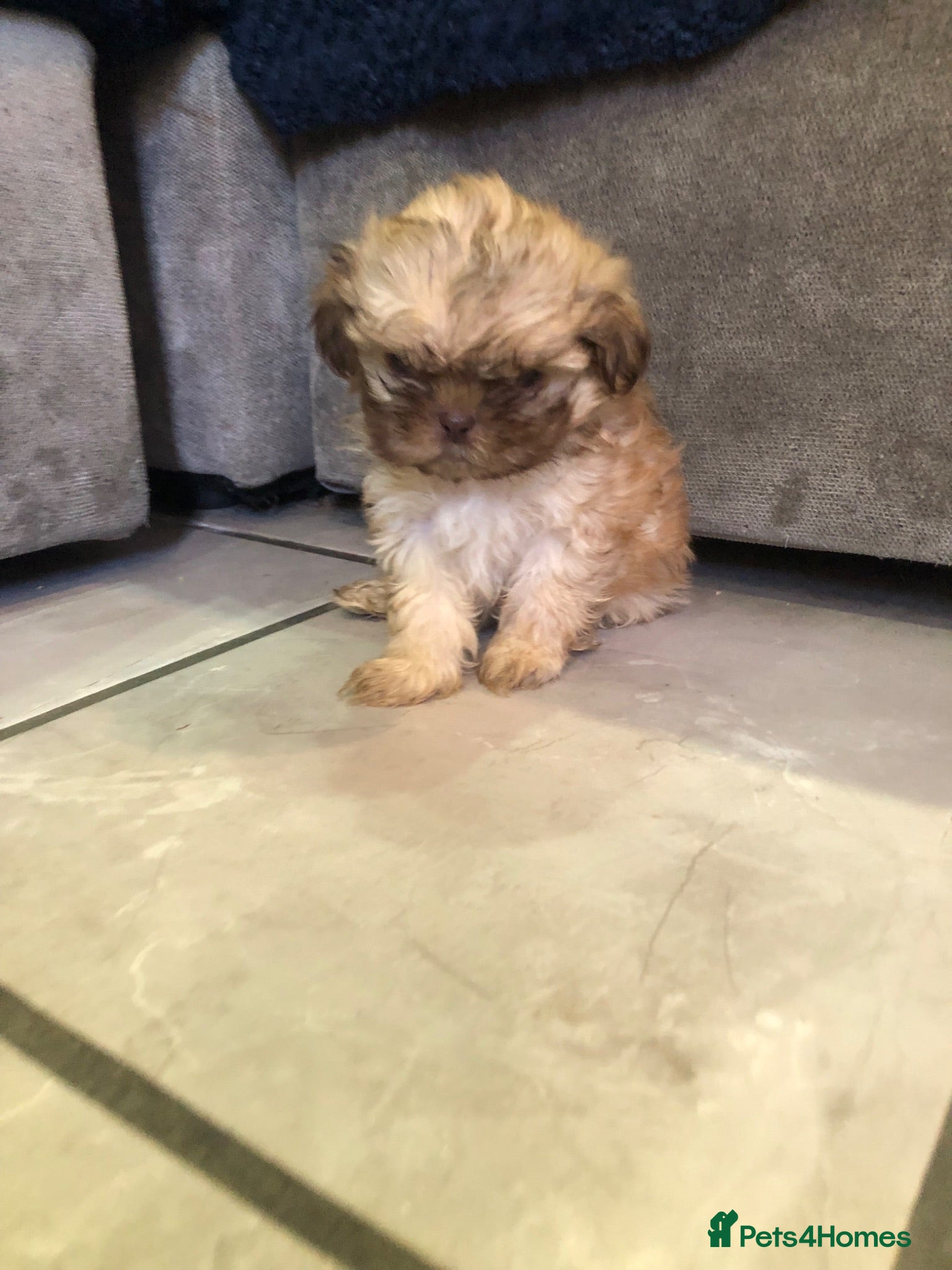 Shih Tzu dogs 5 beautiful shih tzu puppies - Advert 18