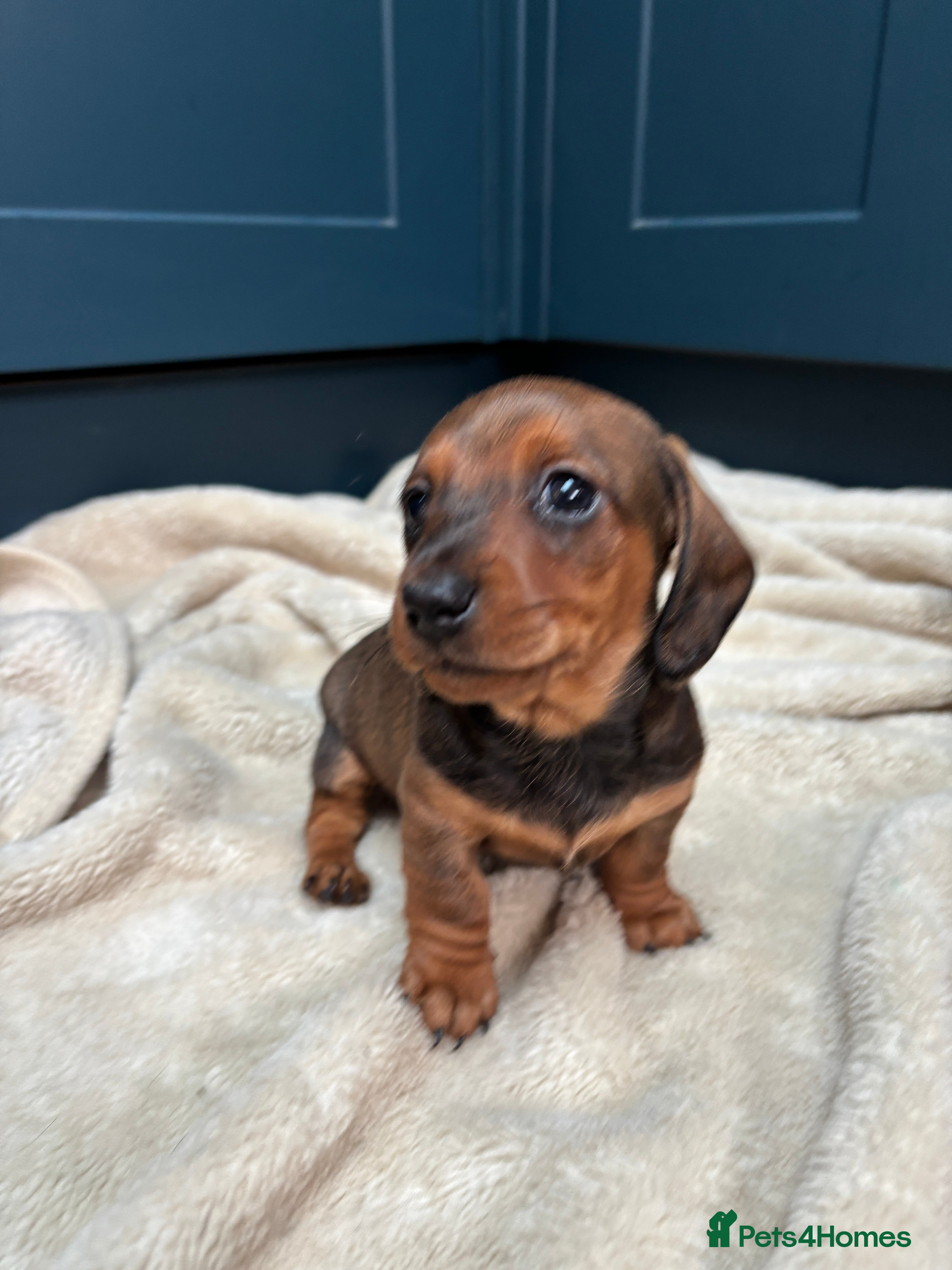 Miniature Dachshund dogs KC registered health tested miniature dachshunds - Advert 18