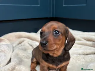 Miniature Dachshund dogs KC registered health tested miniature dachshunds - Advert 12