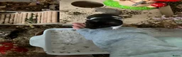 Hamster rodents for sale: Black & White Male syrian  - Advert 1