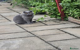 Scottish Fold cats for stud: Scottish Fold Stud  in London - Image 7