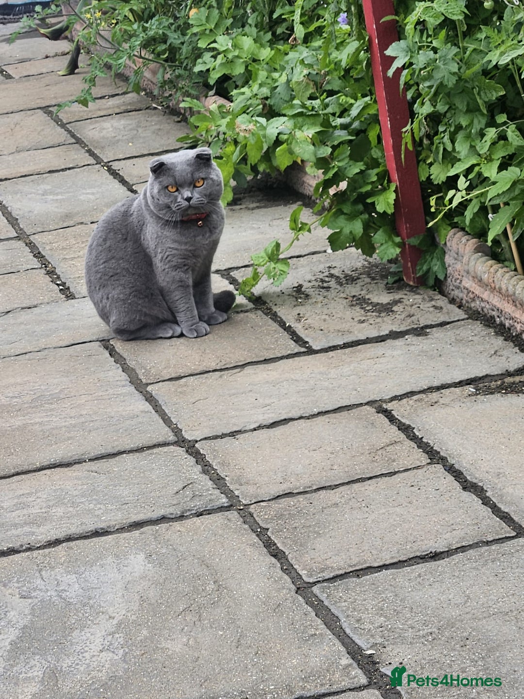 Scottish Fold cats for stud: Scottish Fold Stud  in London - Image 7