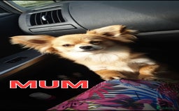 Chihuahua dogs for sale: Looking for a forever home - Image 2