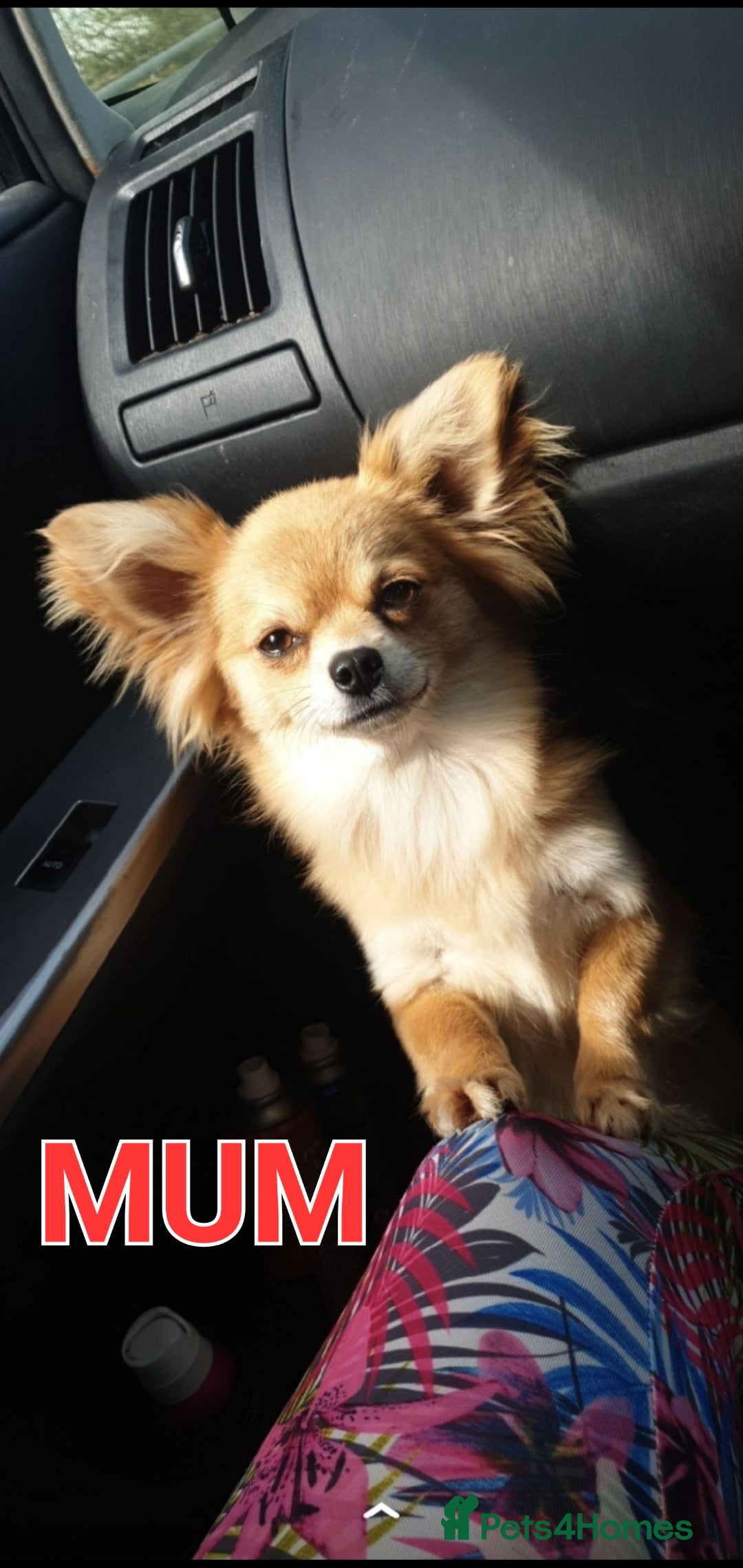 Chihuahua dogs for sale: Looking for a forever home - Image 2