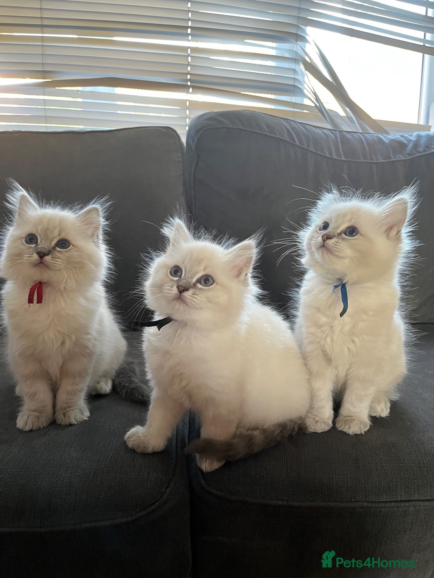 Ragdoll cats TICA registered Ragdoll kittens 2 boys left! - Advert 12