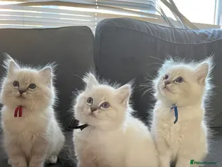 Ragdoll cats TICA registered Ragdoll kittens 2 boys left! - Advert 12