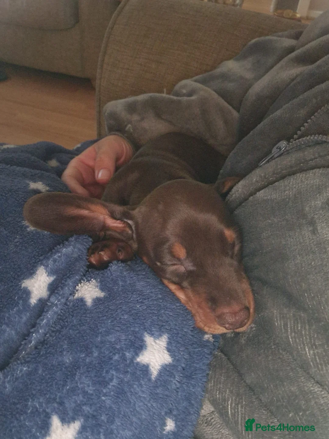 Miniature Dachshund dogs for stud: FOR STUD PROVEN KCreg Choc & tan mini Dachshund in Sunderland - Advert 22